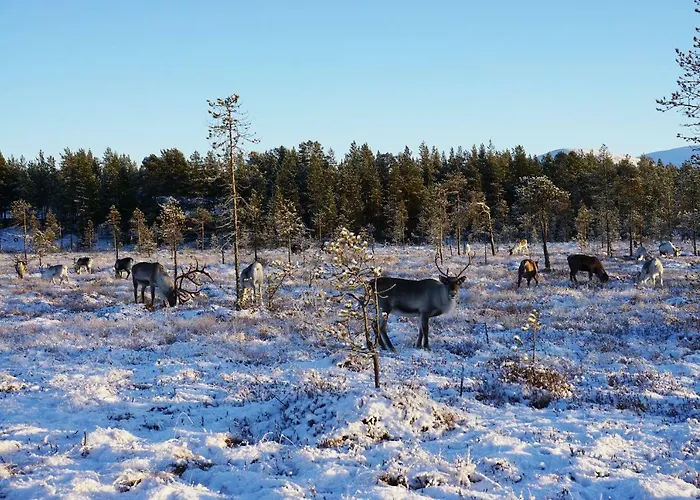 シャレー Stena &